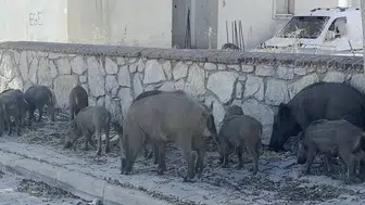 Yerleşim alanına inen yaban domuzu sürüsü böyle görüntülendi