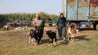 40 yıllık besici çiftin, "yüz binde bir görülen" üçüz buzağı sevinci