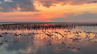 12 bin 800 yavru flamingo Tuz Gölü’nde yaşam buldu