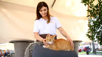 Esnafın evi ve iş yeri sahipsiz kedilerin güvenli limanı oldu