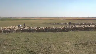 Hayvan varlığı 400 bini aşan TİGEM'den damızlık desteği