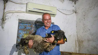 Adanalı besici sıcaktan etkilenen koyunlarını klimalı ahırda serinletiyor