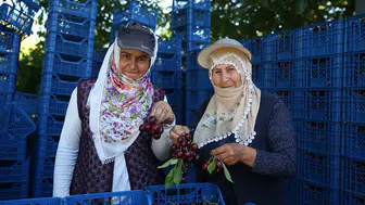 Hasadı devam eden "Yahyalı kirazı" yurt dışından talep görüyor