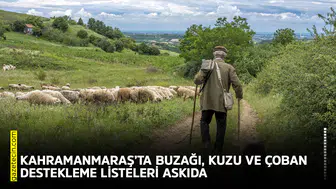 Kahramanmaraş’ta buzağı, kuzu ve çoban destekleme listeleri askıda