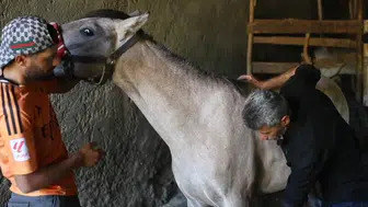 Dede yadigarı at yetiştiriciliğini şampiyonluklarla yaşatıyorlar