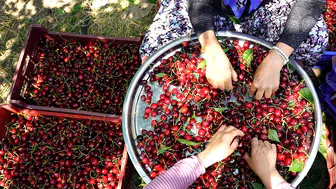 Uluborlu kirazı dalından dünyaya uzanıyor