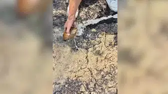 Alevlerin arasında kalan kaplumbağayı itfaiye kurtardı