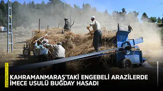 Kahramanmaraş'taki engebeli arazilerde imece usulü buğday hasadı