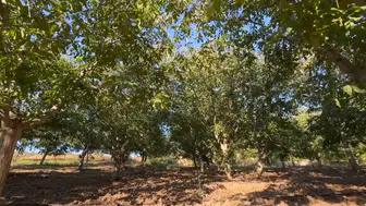 Çorum'da zirai donun zarar verdiği cevizde bu yıl beklenti düşük