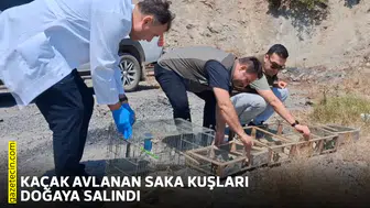 Kaçak avlanan saka kuşları doğaya salındı