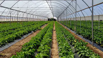 Karataş’a 1,2 milyar liralık sera yatırımı!