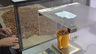 TMO, Ordu ve Giresun'da fındık alımlarına başladı