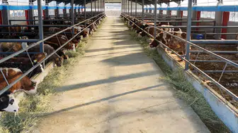 Çiftçilere müjde! Destekleme ödemeleri hesaplara aktarıldı
