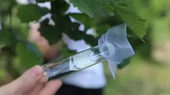 2 milyona yakın samuray arısı kahverengi kokarcaya için doğaya salındı