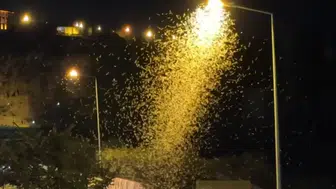 Sineklerin ölüm dansı başladı