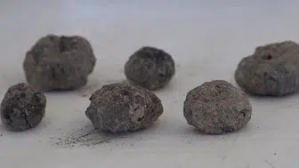 Havran siyah incirinin 8 bin yıllık kalıntıları bulundu