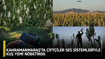 Kahramanmaraş'ta çiftçiler ses sistemleriyle kuş yemi nöbetinde