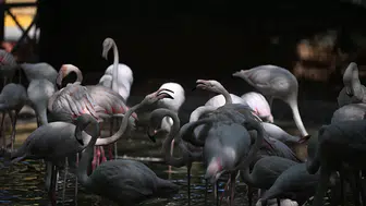 Gaziantep Doğal Yaşam Parkı'ndaki flamingo sayısı 52'ye ulaştı