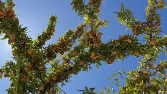Belediye atıl arazilerini tarımsal üretimle gelire dönüştürdü