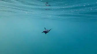 Kızılot sahilinde 1600 yuvadan 40 bin caretta caretta denizle buluştu
