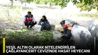 Yeşil altın olarak nitelendirilen Çağlayancerit Cevizinde hasat heyecanı
