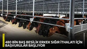 480 bin baş besilik erkek sığır ithalatı için başvurular başlıyor