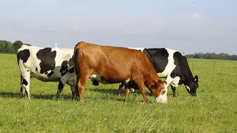 GEKİS ile her büyükbaş hayvanın dijital bir kimliği olacak