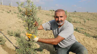 Adanalı gazinin tarıma merakı 950 ağaçlık zeytin bahçesine dönüştü
