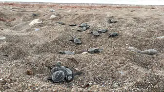 Yaklaşık 200 bin caretta caretta yavrusu denize ulaştı