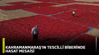 Kahramanmaraş'ın tescilli biberinde hasat mesaisi