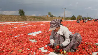 Türkiye’de kurutulan domatesler yurt dışından talep görüyor