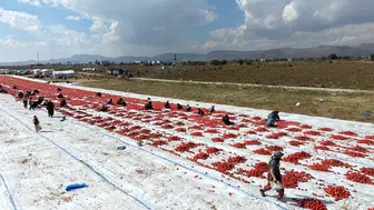 Mevsimlik işçilerin temmuzda başlayan domates kurutma mesaisi sürüyor