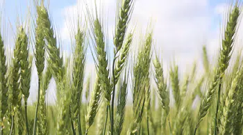 Kuraklığa karşı erken ekim çözümü öne çıkıyor