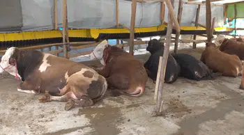 Bayramda yaklaşık 3,3 milyon kurbanlık kesilmesi bekleniyor