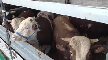 Batı illerine gönderilen kurbanlıklar sıkı kontrolden geçiriliyor