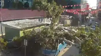 Durakta yolcu alan halk otobüsünün üzerine ağaç devrildi