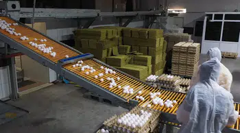 Kuş gribi Avrupa'nın yumurta talebini Türkiye'ye taşıdı