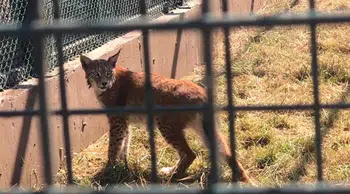 Hamzabeyli’de yabani hayvan kaçakçılığına darbe! Gümrükte yakalandılar