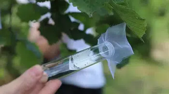 2 milyona yakın samuray arısı kahverengi kokarcaya için doğaya salındı