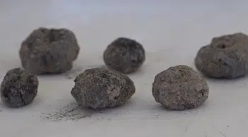Havran siyah incirinin 8 bin yıllık kalıntıları bulundu