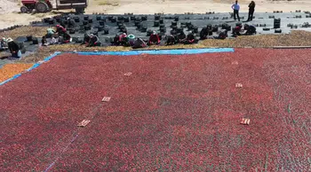 Farklı illerden toplanan erikler kurutarak iç ve dış piyasaya satıyor