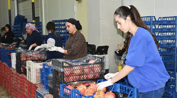 Batı Akdeniz'de 9 aylık yaş meyve ihracatı yüzde 53,5 arttı