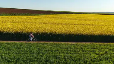 Kanola tarlaları agro turizme canlılık katıyor