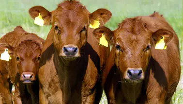 Küçük ölçekli üreticiler için gelir garantili besicilik projesi
