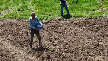 Yedisu horoz kuru fasulyesinin üretimi için ata tohumları toprakla buluşuyor