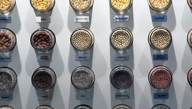 Tohumculukta ihracatın ithalatı karşılama oranı yüzde 141'e çıktı