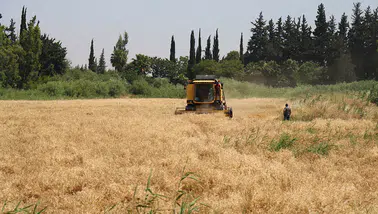 Etkili olan yağışlar hububat rekoltesini yükseltti
