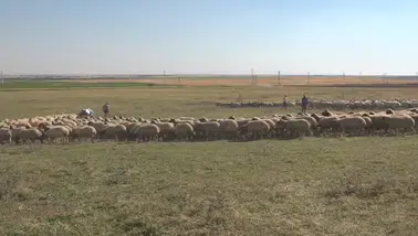 Hayvan varlığı 400 bini aşan TİGEM'den damızlık desteği