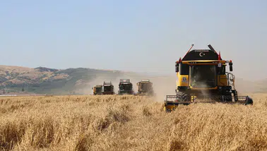 TİGEM Türkiye'nin bütün hububat tohumunu tek başına üretebilecek kapasitede