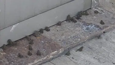 Sağanak sonrası kara yolunu kurbağalar bastı